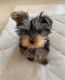 Yorkshire Terrier Puppies for sale in SC-544, Myrtle Beach, SC, USA. price: $270