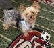 Yorkshire Terrier Puppies for sale in Erial, NJ 08081, USA. price: NA