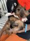 Yorkshire Terrier Puppies for sale in Inverness, FL, USA. price: NA