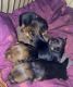 Yorkshire Terrier Puppies for sale in 5013 Goodnow Rd, Baltimore, MD 21206, USA. price: $1,000