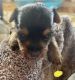 Yorkshire Terrier Puppies for sale in Clarksville, TN, USA. price: $1,200