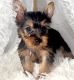 Yorkshire Terrier Puppies for sale in Moreno Valley, CA, USA. price: $1,000