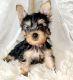 Yorkshire Terrier Puppies for sale in Moreno Valley, CA, USA. price: $100,000