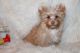 Yorkshire Terrier Puppies for sale in Leesville, LA 71446, USA. price: $2,500