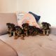 Yorkshire Terrier Puppies for sale in Noordwijk, Netherlands. price: NA