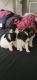 Yorkshire Terrier Puppies for sale in Niagara Falls, NY, USA. price: $850