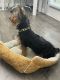 Yorkshire Terrier Puppies for sale in College Park, GA 30349, USA. price: NA