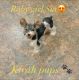 Yorkshire Terrier Puppies for sale in Albany, NY, USA. price: NA
