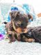 Yorkshire Terrier Puppies for sale in Tennessee City, TN 37055, USA. price: $270