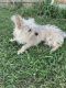 Yorkshire Terrier Puppies for sale in Little Elm, TX, USA. price: $50