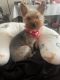 Yorkshire Terrier Puppies for sale in Greensboro, NC 27410, USA. price: $800