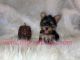Yorkshire Terrier Puppies for sale in Hayward, CA, USA. price: NA