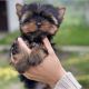 Yorkshire Terrier Puppies for sale in Lombard St, San Francisco, CA, USA. price: NA
