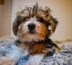 Yorkshire Terrier Puppies for sale in Salt Lake City, UT, USA. price: $1,500