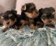 Yorkshire Terrier Puppies for sale in Dublin, CA 94568, USA. price: NA