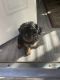 Yorkshire Terrier Puppies for sale in Pflugerville, TX, USA. price: $1,259