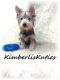 Yorkshire Terrier Puppies for sale in Lipan, TX 76462, USA. price: $1,500