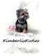 Yorkshire Terrier Puppies for sale in Lipan, TX 76462, USA. price: $2,800