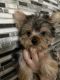 Yorkshire Terrier Puppies for sale in Port Richey, FL, USA. price: $1,200