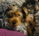 Yorkshire Terrier Puppies for sale in St. Louis, MO, USA. price: $700