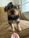 Yorkshire Terrier Puppies for sale in South Euclid, OH, USA. price: $1,250