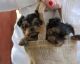 Yorkshire Terrier Puppies for sale in California City, CA, USA. price: $250