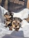 Yorkshire Terrier Puppies for sale in 5220 4 St NE, Calgary, AB T2K 5X4, Canada. price: $500