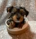 Yorkshire Terrier Puppies for sale in Catalina, AZ 85739, USA. price: NA