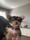 Yorkshire Terrier Puppies for sale in Laveen Village, AZ 85339, USA. price: NA