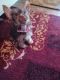 Yorkshire Terrier Puppies for sale in Smyrna, TN, USA. price: $1,400