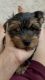 Yorkshire Terrier Puppies for sale in Temecula, CA, USA. price: NA