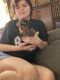 Yorkshire Terrier Puppies for sale in Cynthiana, KY 41031, USA. price: $1,500