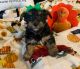 Yorkshire Terrier Puppies for sale in Norwalk, CA, USA. price: NA