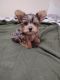 Yorkshire Terrier Puppies for sale in Freeport, IL 61032, USA. price: NA
