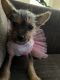 Yorkshire Terrier Puppies for sale in Boston, MA, USA. price: $1,000