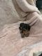 Yorkshire Terrier Puppies for sale in 18700 Lake Perris Dr, Perris, CA 92571, USA. price: $900