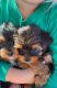 Yorkshire Terrier Puppies for sale in Seminole, TX 79360, USA. price: NA