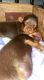 Yorkshire Terrier Puppies for sale in Jayess, MS 39641, USA. price: NA