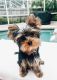 Yorkshire Terrier Puppies for sale in Tarpon Springs, FL, USA. price: NA