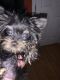 Yorkshire Terrier Puppies for sale in Martinsburg, WV 25404, USA. price: $2,000