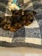 Yorkshire Terrier Puppies for sale in Clinton, MA, USA. price: $2,000