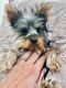 Yorkshire Terrier Puppies for sale in Morristown, NJ 07960, USA. price: NA