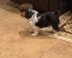 Yorkshire Terrier Puppies for sale in Apache Junction, AZ, USA. price: $3,500