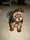 Yorkshire Terrier Puppies for sale in Columbus, OH, USA. price: $850
