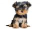 Yorkshire Terrier Puppies for sale in Columbus, OH, USA. price: $850
