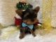 Yorkshire Terrier Puppies for sale in Columbus, OH, USA. price: NA