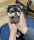 Yorkshire Terrier Puppies for sale in Yonkers, NY, USA. price: NA