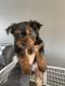 Yorkshire Terrier Puppies for sale in St Francis, MN, USA. price: $1,000