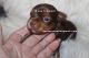 Yorkshire Terrier Puppies for sale in Leesville, LA 71446, USA. price: $1,800