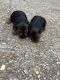 Yorkshire Terrier Puppies for sale in Denham Springs, LA, USA. price: $1,200